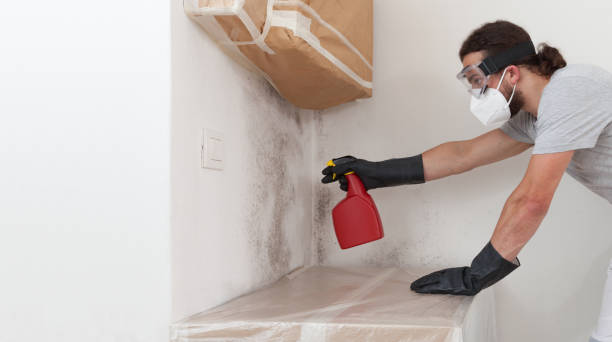 Professional Basement Mold Remediation technician working in Sanford, CO